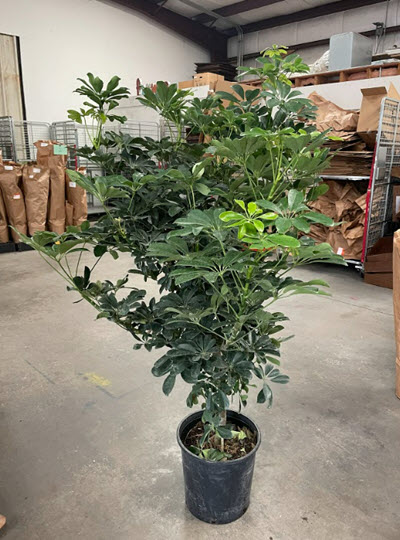 Green Arboricola Standard